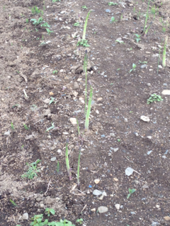 image-20120521175125.png