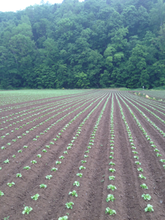 image-20120607193805.png