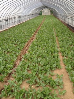 image-20120529070220.png